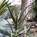 Image of Aloe confusa Engl.