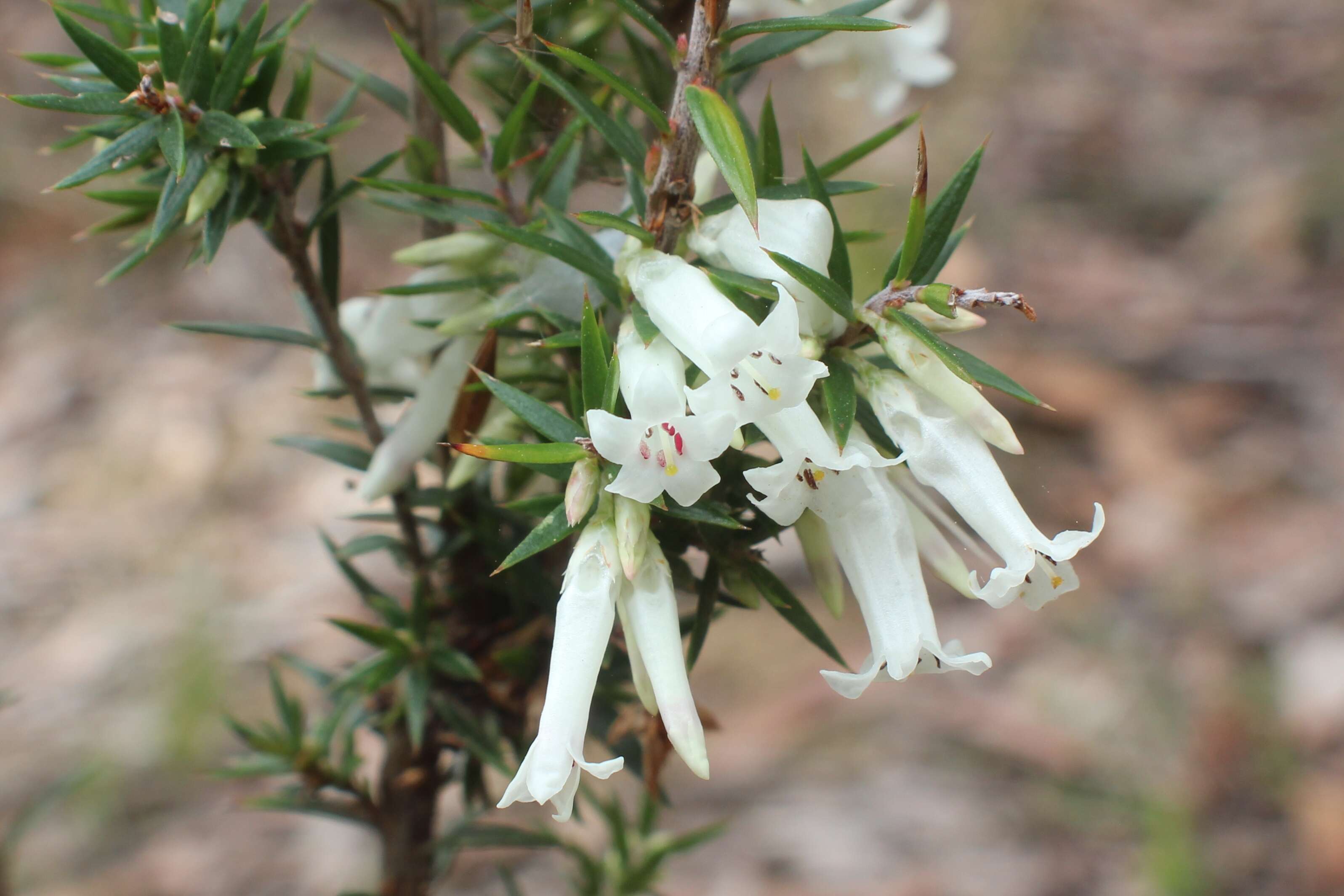 Plancia ëd Epacris impressa Labill.