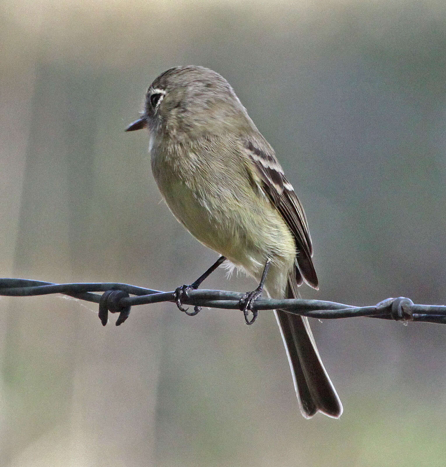 Image of American Grey Flycatcher