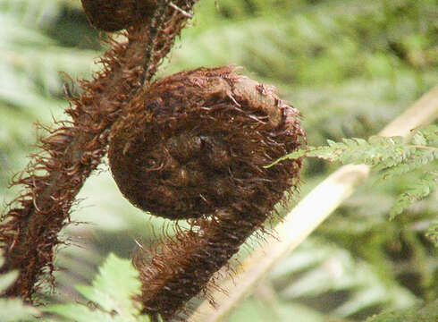 Image of Rough Tree Fern