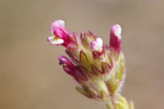 Image of broadleaf glandweed