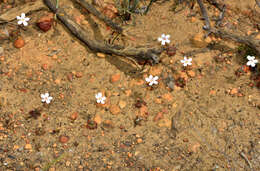 Imagem de Drosera spilos N. Marchant & Lowrie