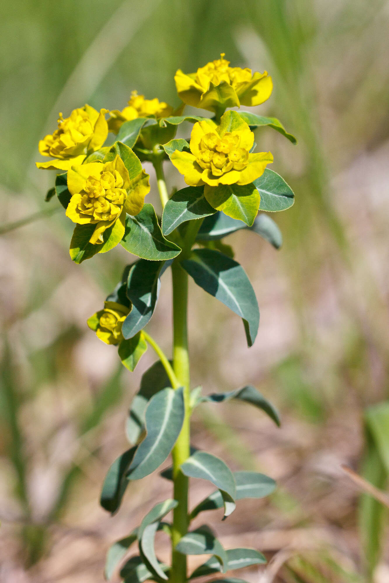 Image de Euphorbia gasparrinii Boiss.