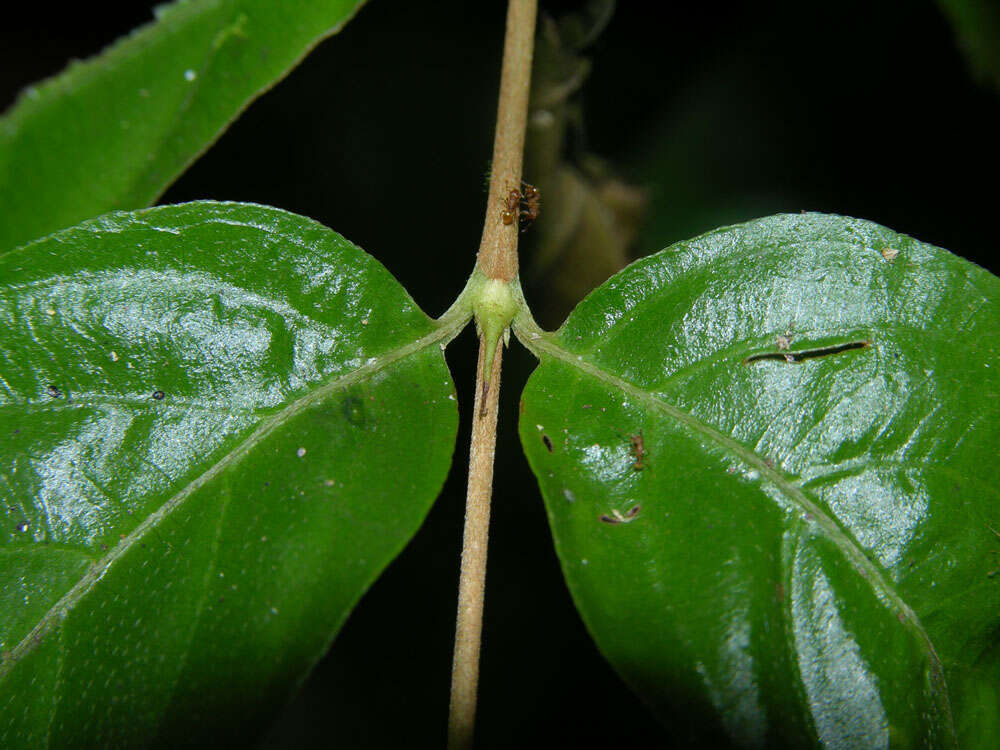 Image of Gonzalagunia osaensis C. M. Taylor