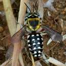 Image of Anthidium ordinatum Smith 1879