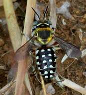 Imagem de Anthidium ordinatum Smith 1879