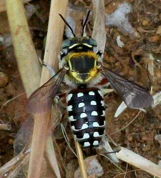 Image of Anthidium ordinatum Smith 1879