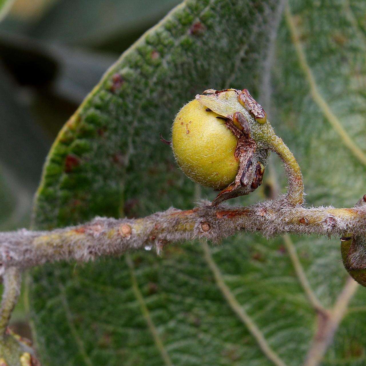 Image of Byrsonima verbascifolia (L.) DC.