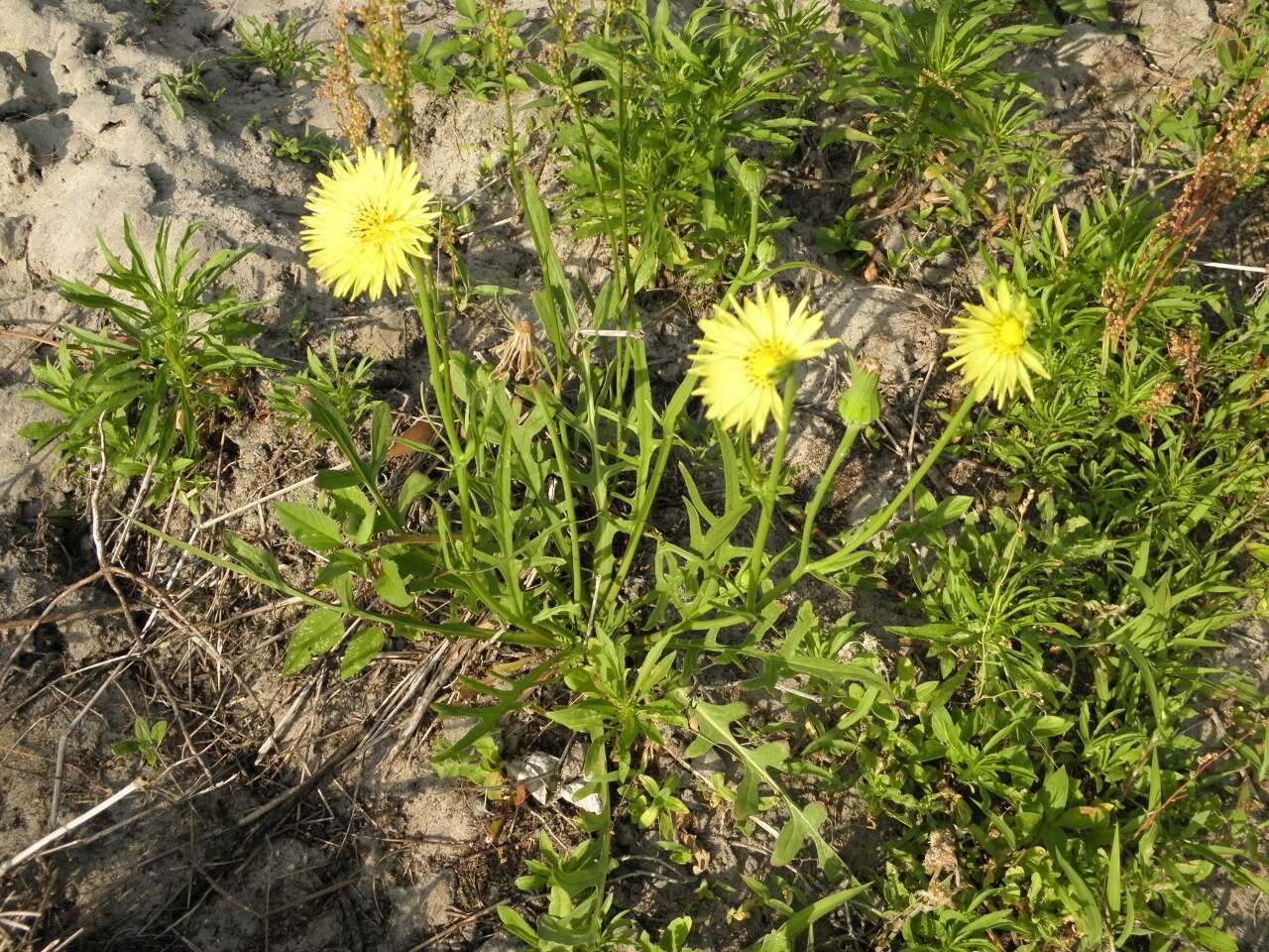 Image of Carolina desert-chicory