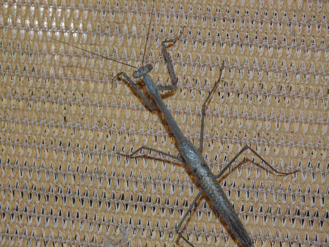 Image of Archimantis