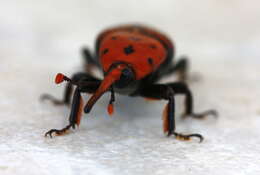 Image of palm weevils