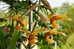 Image of Stanhopea orchid