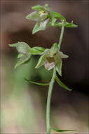 Image of Helleborine