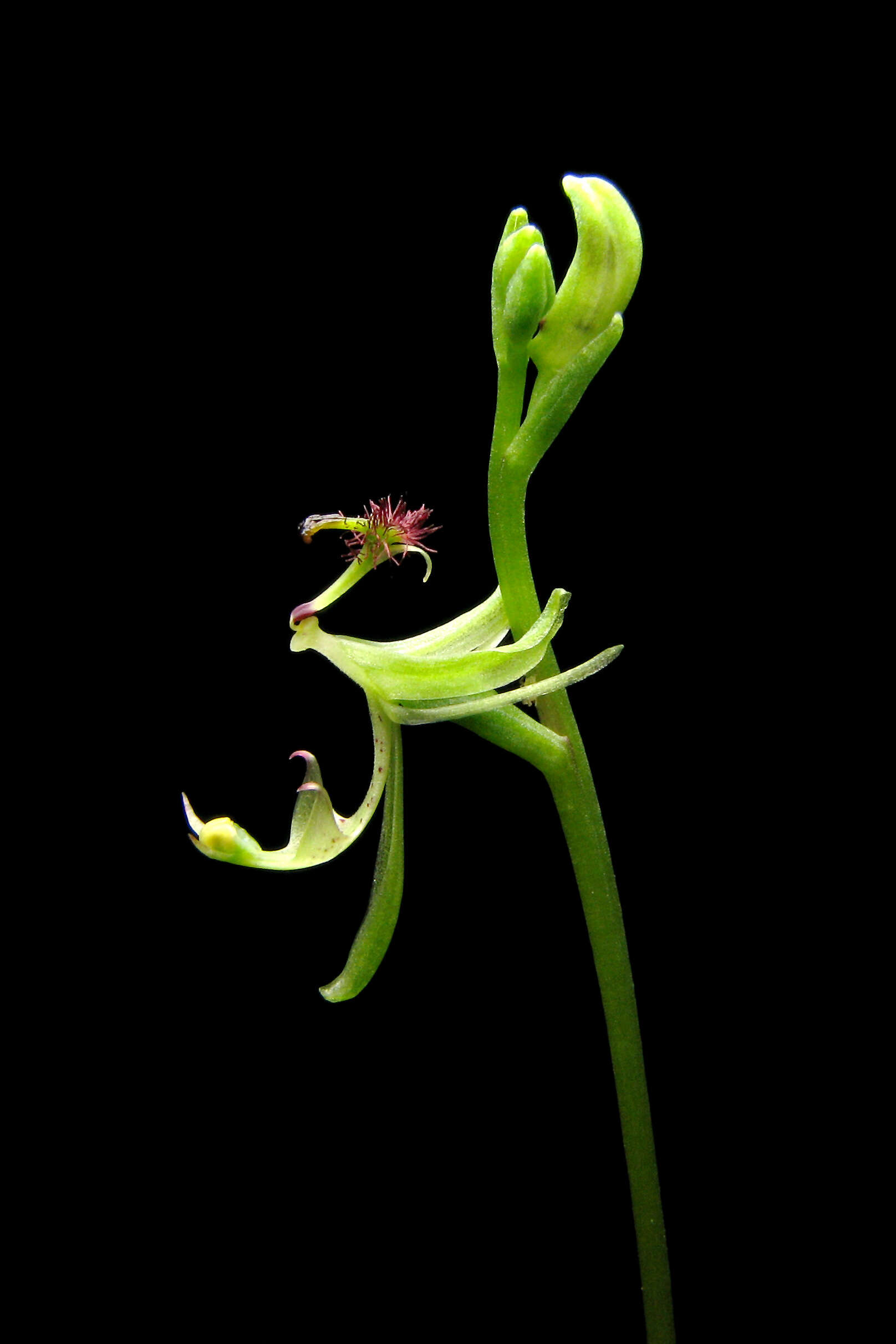 Image of Elbow orchids