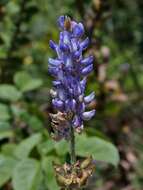 Image of Lupinus velutinus Benth.