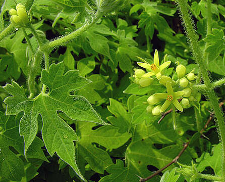 Image of Gronovia scandens L.