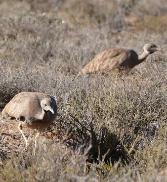 Image of Karoo Bustard