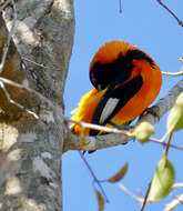 Image of Orange-backed Oriole