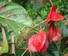 Image de Paullinia pterocarpa Triana & Planch.