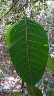 Image of Palicourea blanchetiana Schltdl.