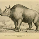 Plancia ëd Megacerops Leidy 1870