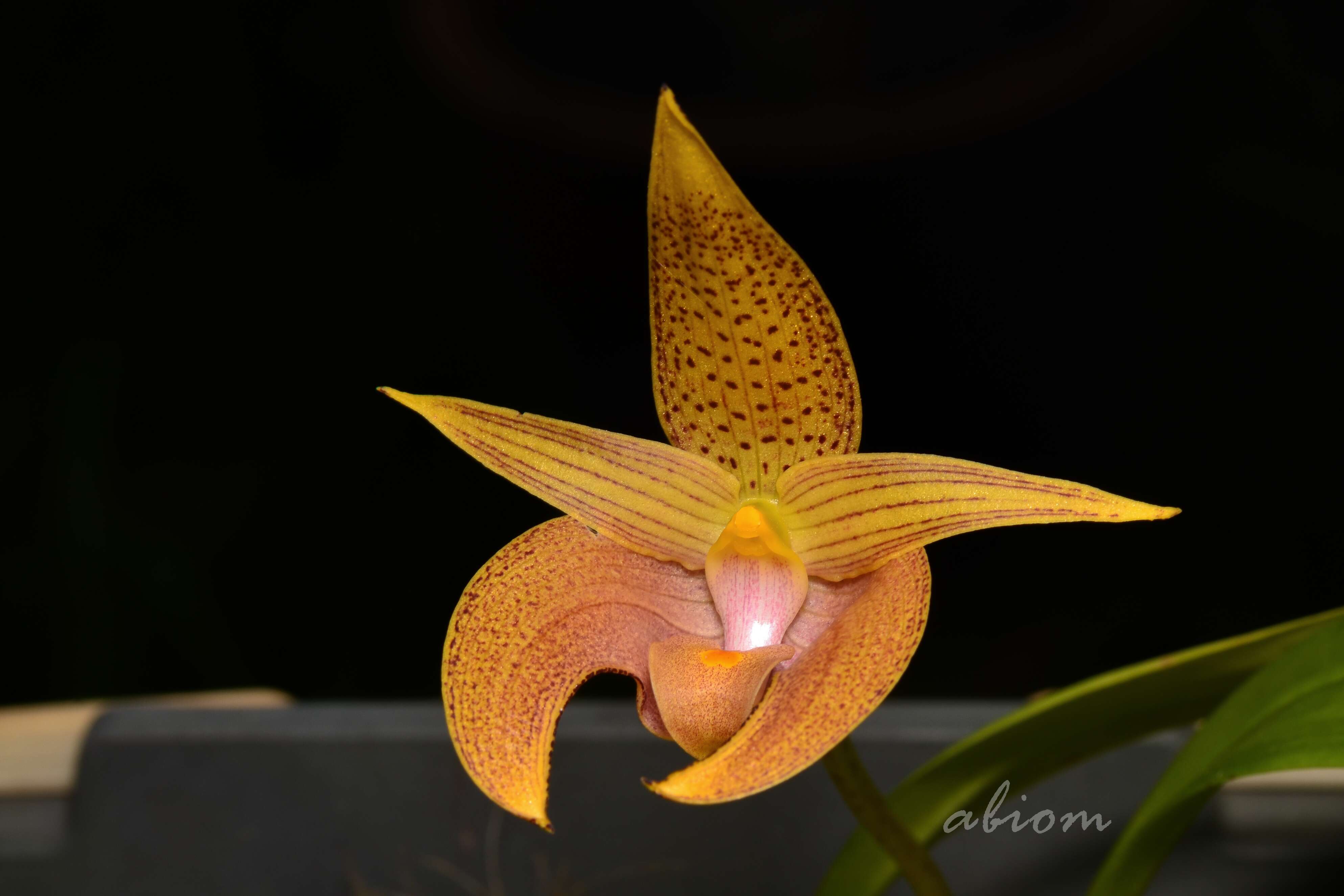 Image de Bulbophyllum lobbii Lindl.