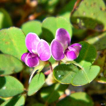 Image of Three-Flower Tick-Trefoil