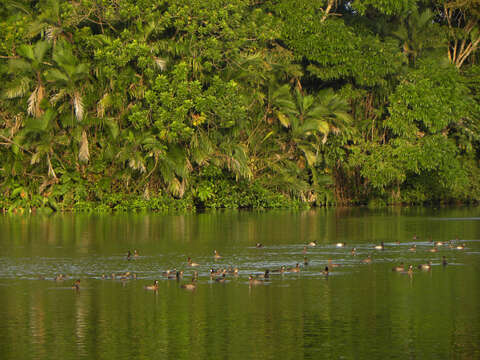 Image of Lesser Scaup