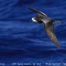 Image of Collared Petrel