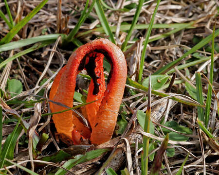 Image of Clathrus columnatus Bosc 1811