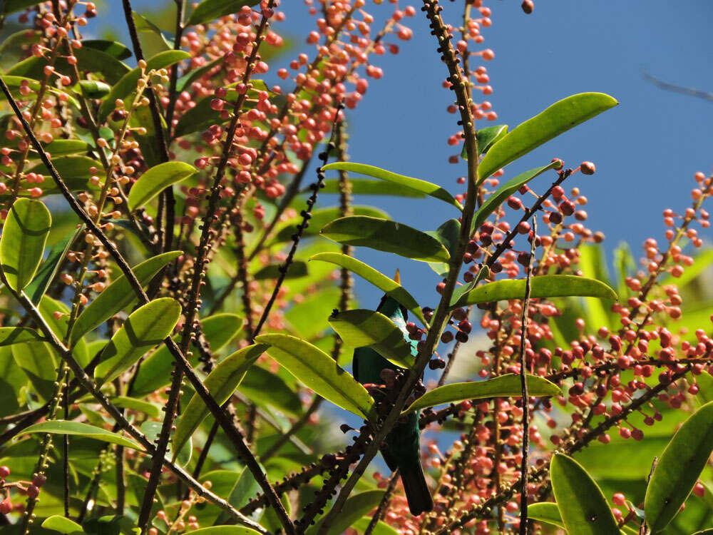 Image of Sarcopera sessiliflora (Triana & Planch.) H. G. Bedell