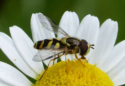 Image of Dasysyrphus albostriatus (Fallen 1817)