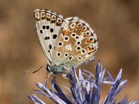 Image of common blue