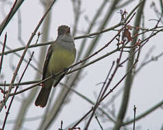 Image of Myiarchus Cabanis 1844