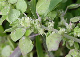 Image of Florida pellitory