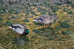 Image of Common Mallard