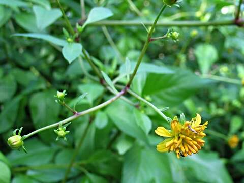 Imagem de Bidens campylotheca subsp. campylotheca