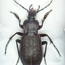 Image of Carabus (Oreocarabus) hortensis Linnaeus 1758