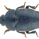 Слика од Brachypterolus linariae