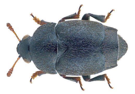 Image of short-winged flower beetles