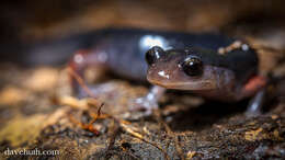 Plethodon shermani Stejneger 1906 resmi