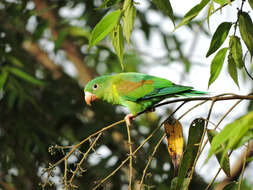 Image of Orange-chinned Parakeet