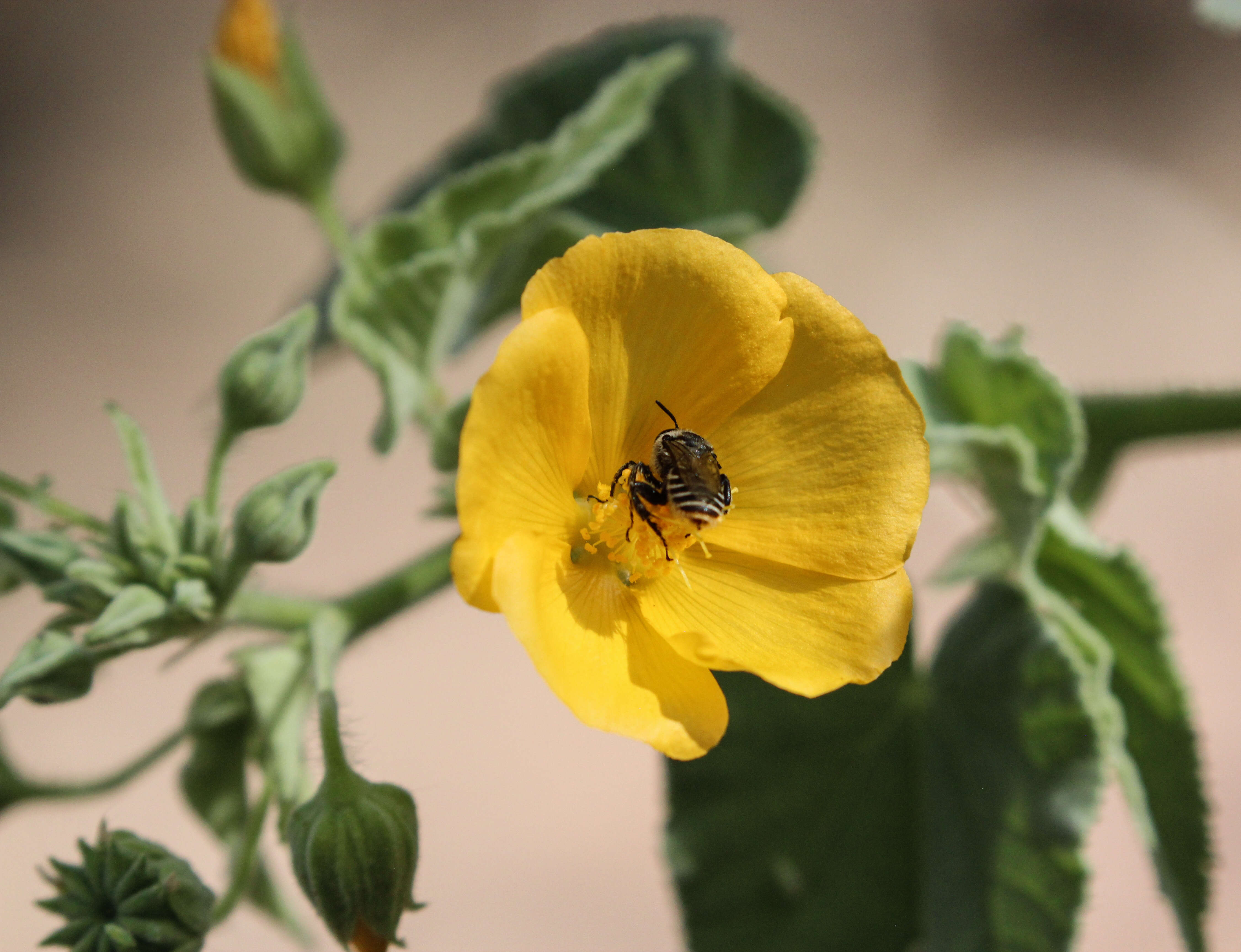 Sivun Magnoliophyta kuva