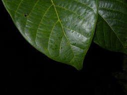 Ficus romeroi Dugand的圖片