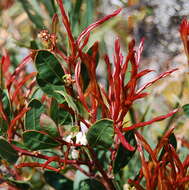 Acacia myrtifolia (Sm.) Willd. resmi