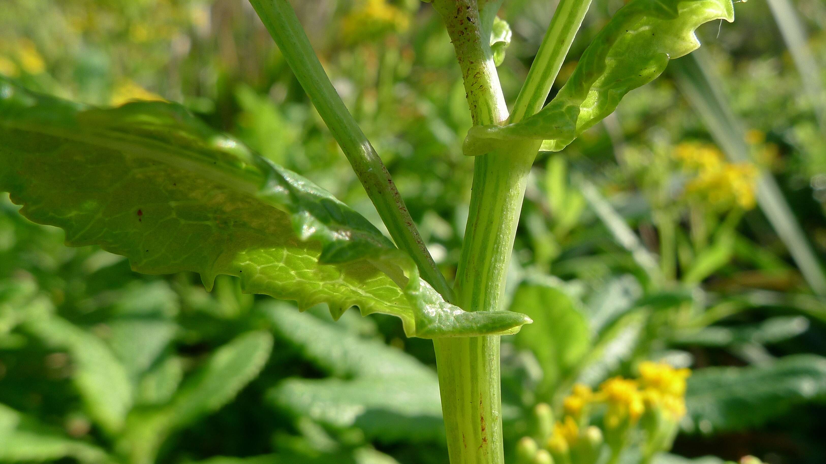 Image of fireweed groundsel