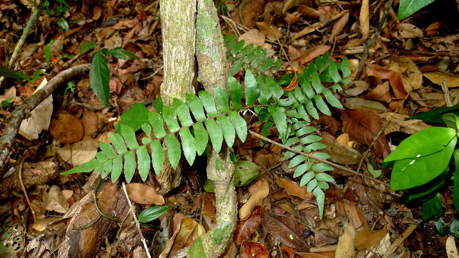 Imagem de Adiantum obliquum Willd.