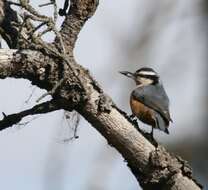 Imagem de Sitta canadensis Linnaeus 1766