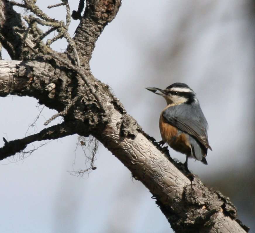 Image of Red-breasted Nuthatch