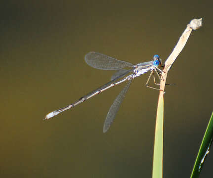 Image of Plateau Spreadwing